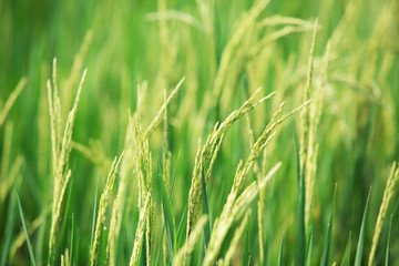 paddy rice background
