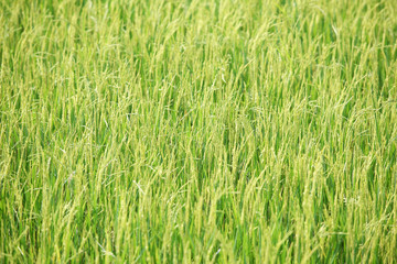 paddy rice.