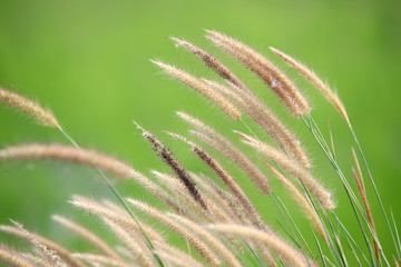 reeds flower with green background.