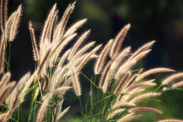 reed grass.
