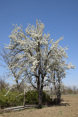 Blooming wild pear in the garden