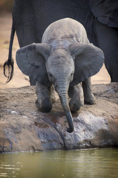  Breeding Herd Of Elephant Drinking Water At A Small Pond