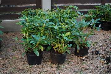 Rhododendrons in pots are in front of brown wooden fence. Preparations for planting in the garden. Spring works.