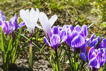 bed of crocuses in spring