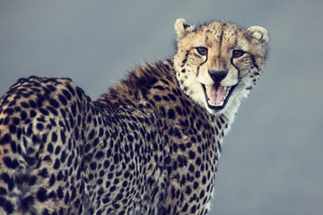 Lone cheetah walking across road at dusk