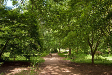 Among'st the trees