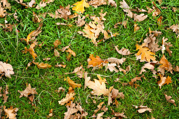 Autumn leaves upon the ground.