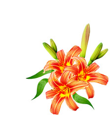 Fototapeta premium Flower lily isolated on white background.