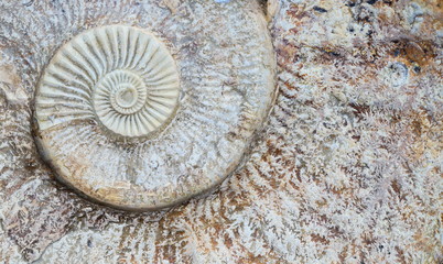 Ammonite spiral