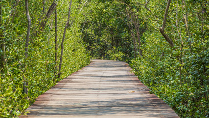 Wooden path walk to tropical forest