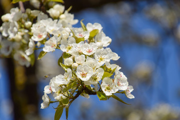 Pollination of flowers by bees pears.