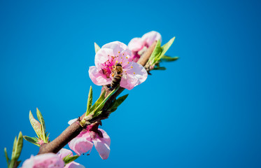 Obraz premium Branch of the blossoming peaches. Spring time. 