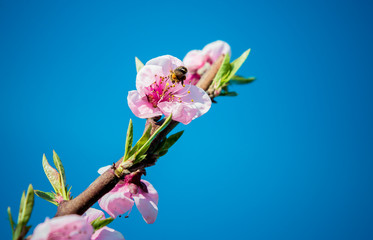 Naklejka premium Branch of the blossoming peaches.Spring time. 