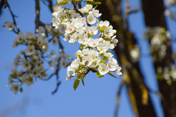 Pollination of flowers by bees pears.