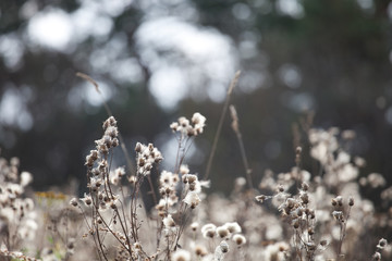 Autumn grass and wildflower background