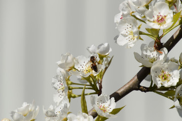 Pollination of flowers by bees pears.