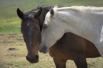 Momento intimo di cavalli in amore