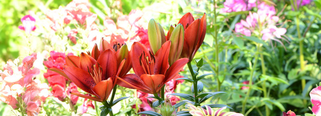 Blumen 566 © K.-U. Häßler