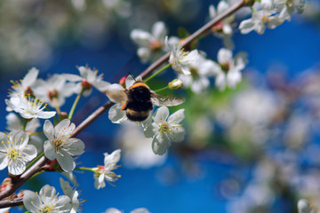 Cherry blossoms. bumblebee