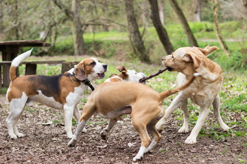 Dogs playing tug