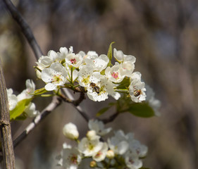 Pollination of flowers by bees pears.