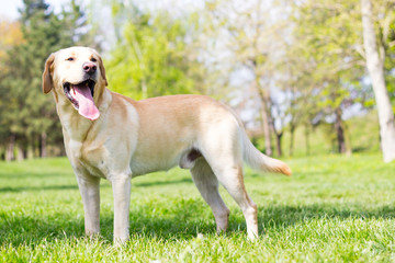 Naklejka na ściany i meble Beautiful labrador retriever dog in the park, sunny day 