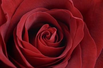 red rose close up photo, shallow focus