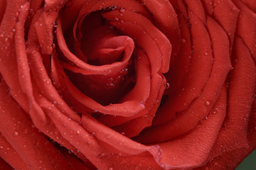 red rose close up photo, shallow focus