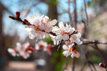 Apricot blossom. Apricot tree branch covered with flowers, seasonal floral nature background, shallow depth of field, selective focus