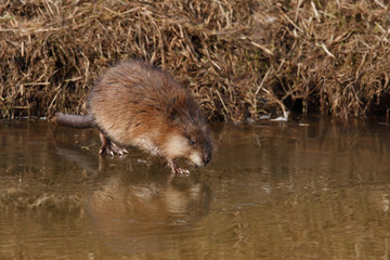Muskrat. (Lat. Ondatra zibethicus)