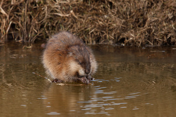 Muskrat. (Lat. Ondatra zibethicus)