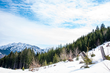 Fantastic mountain forest landscape. 