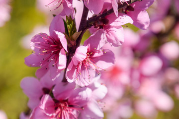 Blooming wild peach in the garden