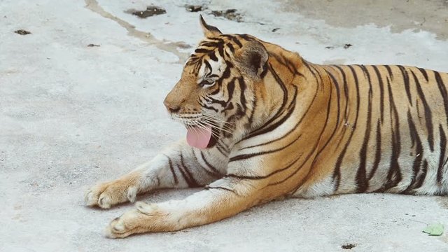 tiger laying on ground.