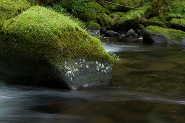 Mossy Stone in a Creek - 107559177