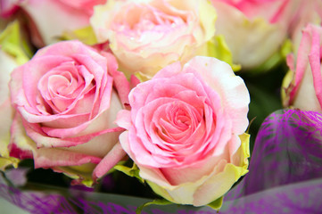 Fresh pink roses close. Background of roses. The flowers are beautiful. A bouquet of roses.