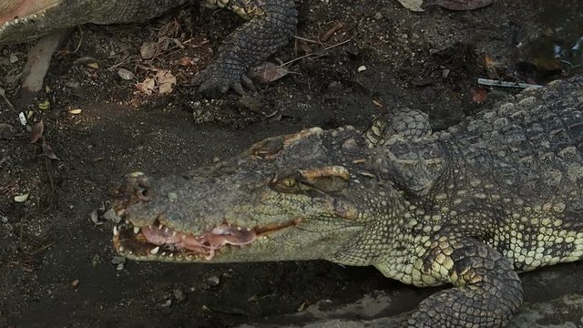 crocodiles eating food in pond.