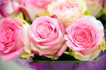 Tender pink rose close. Background of roses. The flowers are beautiful. A bouquet of roses.