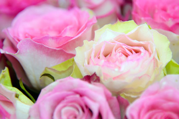 Fototapeta na wymiar Pink roses background. Tender pink rose close. Background of roses. The flowers are beautiful.