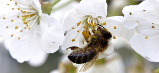 Abeille butinant