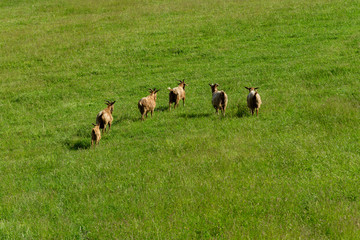 Group of goats