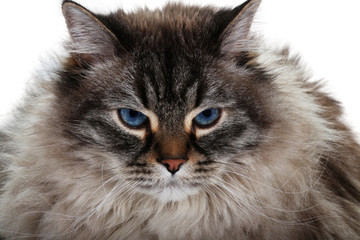 Naklejka na ściany i meble portrait of siberian cat isolated