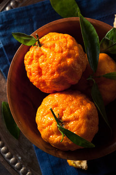 Raw Organic Gold Nugget Mandarin Oranges