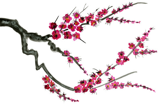 A branch of a blossoming tree. Pink flowers of sakura . Watercolor and ink illustration in style sumi-e, u-sin. Oriental traditional painting.  Isolated on white background.