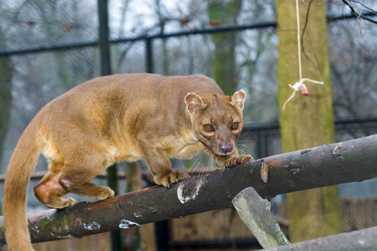 Fossa On Tree