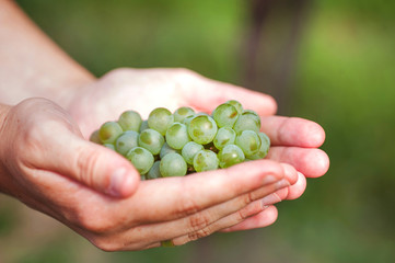 Naklejka na ściany i meble Green grapes in the female arms
