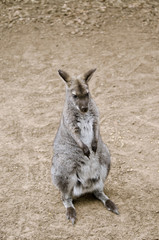 wallaby