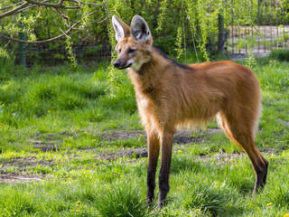 Maned wolf stands © belizar