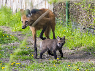 Maned wolf puppy © belizar