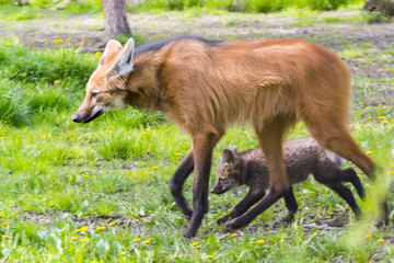 Maned wolf puppy © belizar